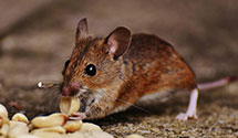 24 Hour & Emergency Exterminators in Hfd, CT